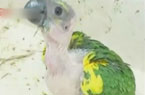 200只亚马逊鹦鹉险被贩卖