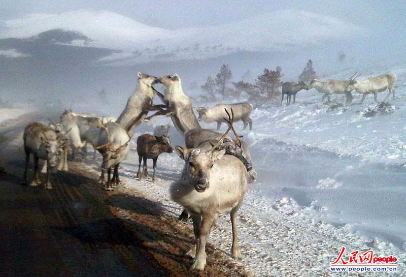 当地时间2013年3月26日,摄影师Lynn McCubbin发现苏格兰高地一群饥饿的驯鹿在路边食用防止积雪的盐。英国连日来的降雪使除雪机马力全开,但只要盐一撒到地上,就会很快被驯鹿吃掉,因为盐的味道很像动物们稀缺的一种矿物质的味道,能够提高食欲。(图片来源:东方IC 版权所有,盗用必究)