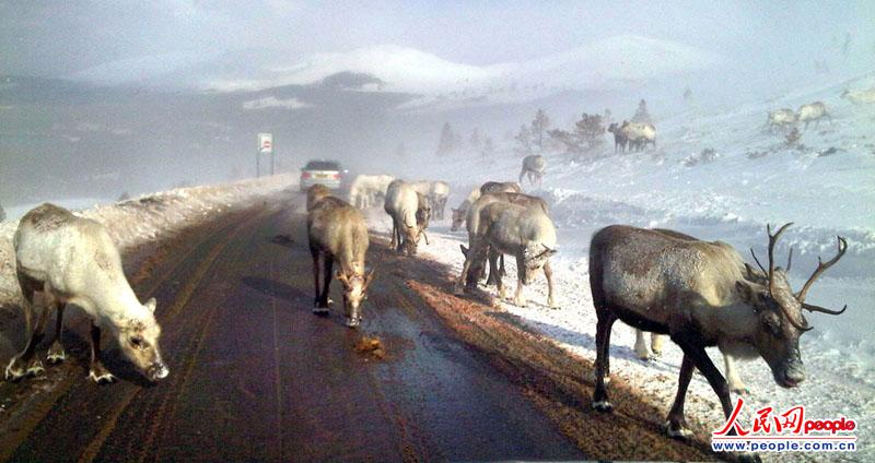 当地时间2013年3月26日,摄影师Lynn McCubbin发现苏格兰高地一群饥饿的驯鹿在路边食用防止积雪的盐。英国连日来的降雪使除雪机马力全开,但只要盐一撒到地上,就会很快被驯鹿吃掉,因为盐的味道很像动物们稀缺的一种矿物质的味道,能够提高食欲。(图片来源:东方IC 版权所有,盗用必究)