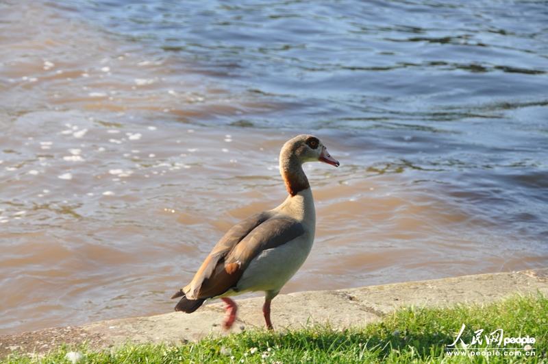 �ӱߵ�ˮ�������е��������������� ֣��ͤ �㣩