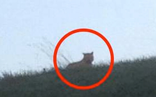 图片来源:《午报》