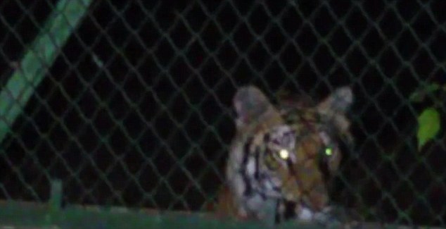 雌虎(每日邮报截图)