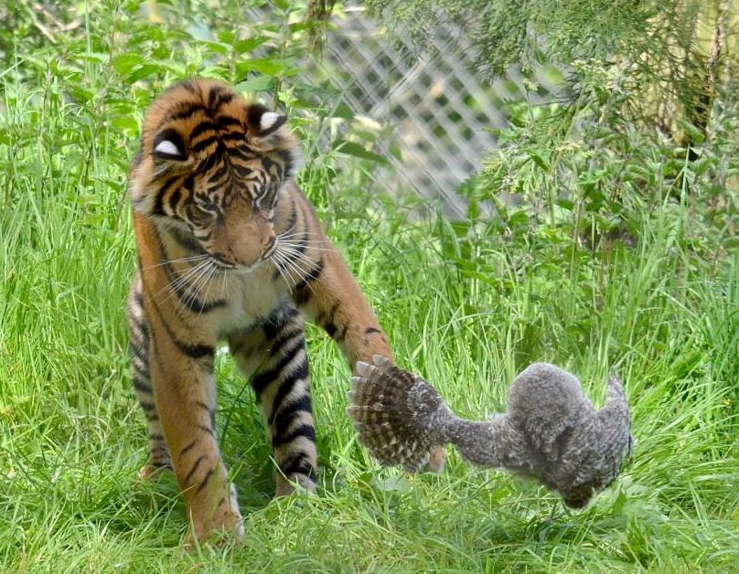 Сèͷӥ���ϻ���ȭ����ߡ�(����)��3��