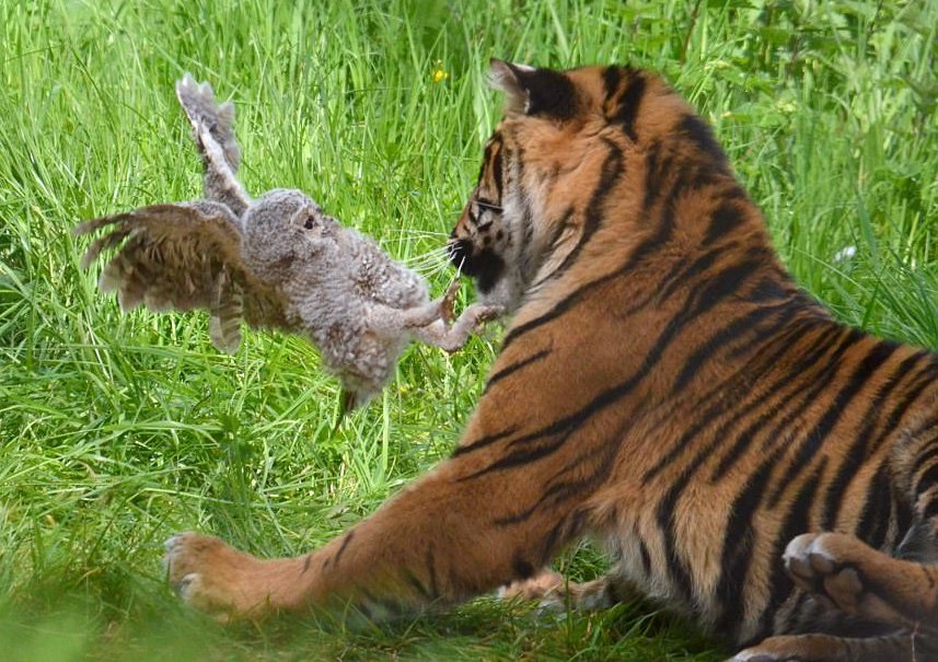 Сèͷӥ���ϻ���ȭ����ߡ�(����)��2��