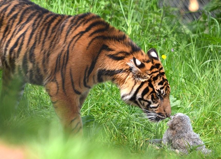 Сèͷӥ���ϻ���ȭ����ߡ�(����)��4��