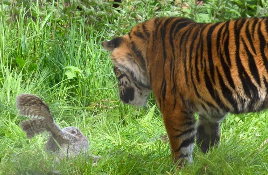 Сèͷӥ���ϻ���ȭ����ߡ�(����)��5��