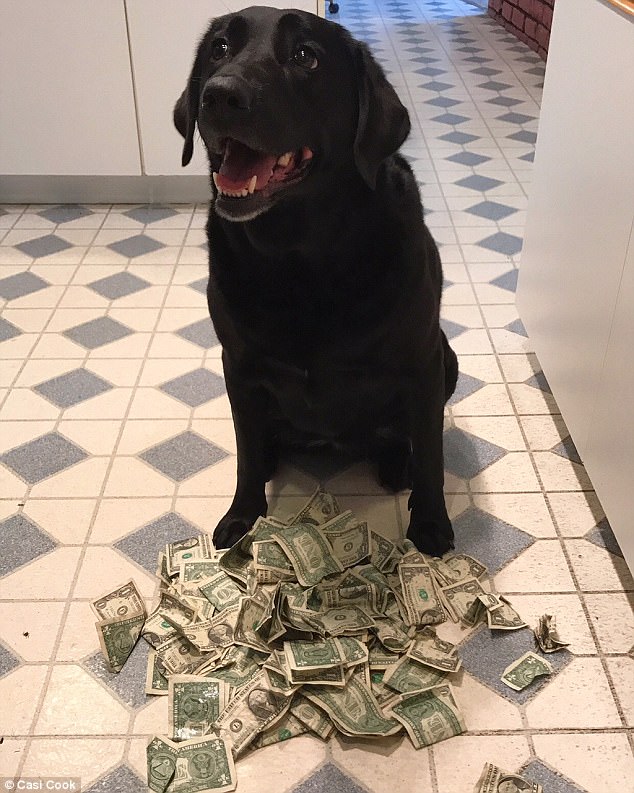 霍莉,五岁的黑色拉布拉多犬,拥有近90美元,她用这些钱来买吃的。