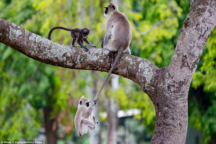 ӡ�ȵ�ƤС������β���ϵ���ǧ