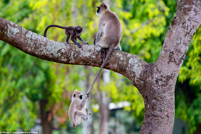 印度调皮小猴妈妈尾巴上荡秋千