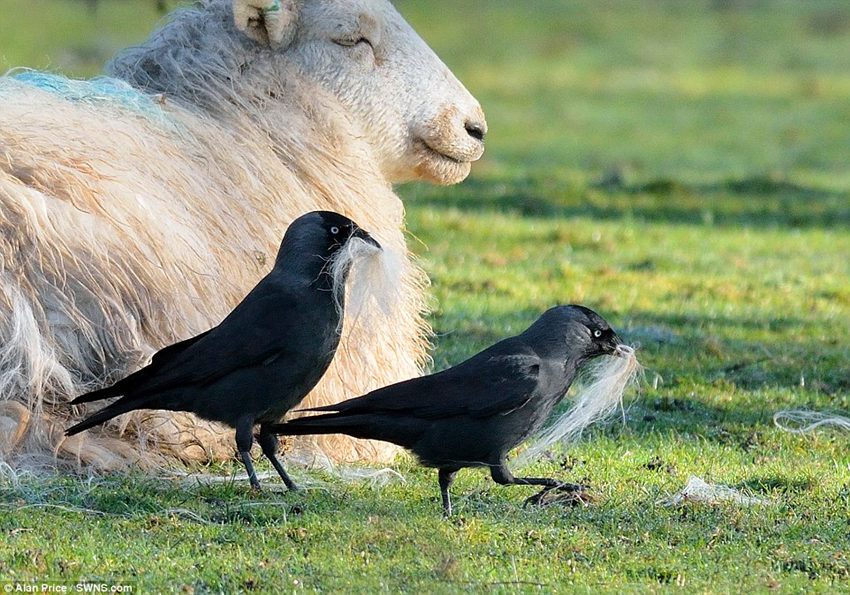 ĸ�������С�����ɹ��̫����û����ʶ����Щ͵��ë����ѻ�ǡ�