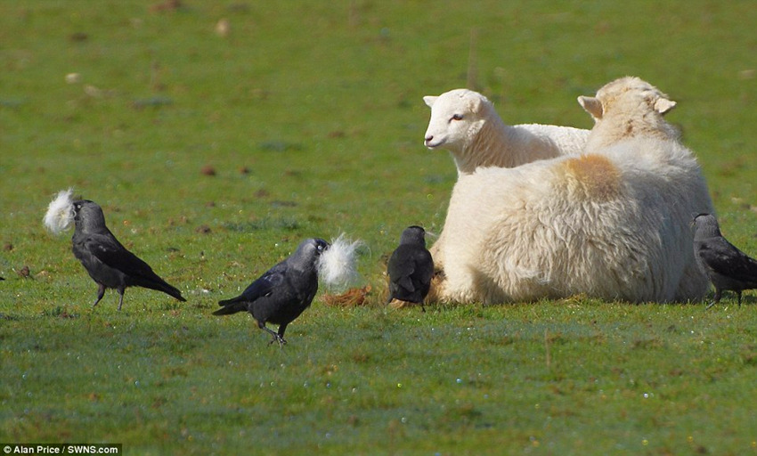 ��ѻ������ë�������������Ϻ��̴���������