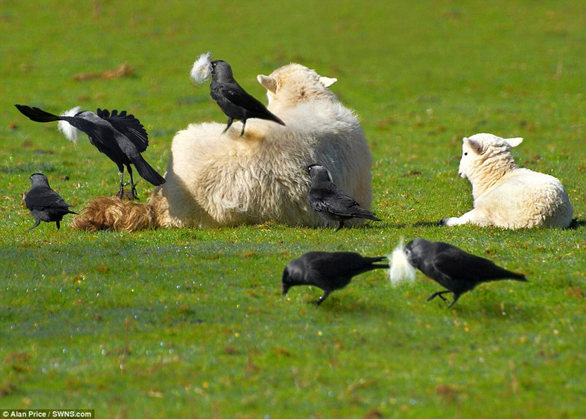 Ȼ������Ӱʦ���ס�����˹���Ѵ��ԼҴ�����Ŀ������һ�С�