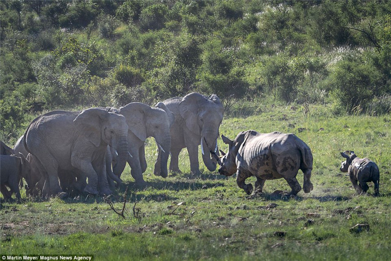 ����Ⱥ����Ϭţ��Լ20��Զʱ��Ϭţ������ű���ͻȻ��ǰ�ͳ塣