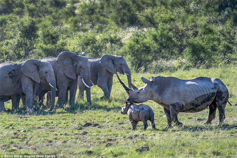 ��һȺ�����Լ��15ͷ��������������Ϭţĸ�ӡ�