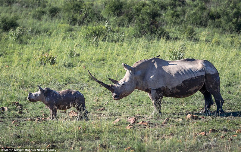 Ϭţ������Գ���һ�װ룬���ؿɴ�2�֡�