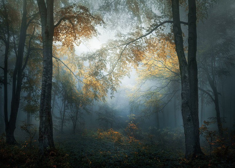 ����������ӰʦVeselin Atanasov�ڰͶ��ɰ뵺��ɭ������ʱ�������Ƭ��
