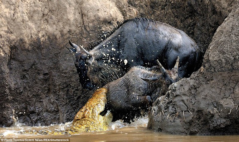 �������裺��Խ������Ұ�ޣ�Ҳ���ܵ�����ĸ��١�