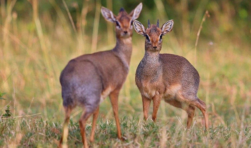 ����˵������������á���ŵ�Ƕ��������������кڶ�Ƥ��С�ޣ��а��������򵽴����ǡ�