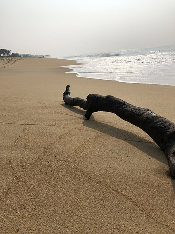 ���������ĺ�̲��