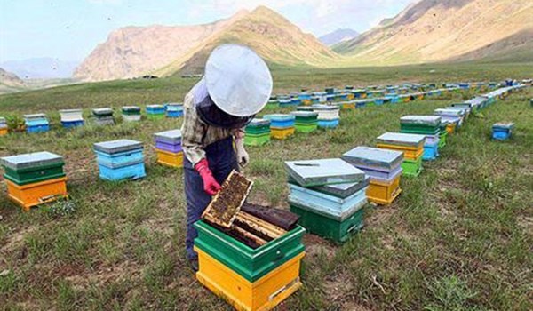 看不到头的蜂箱。图片来源:伊朗《和解报》