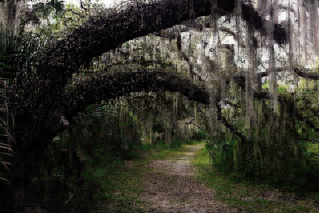 Myakka州立公园是佛罗里达州最大的州立公园之一。