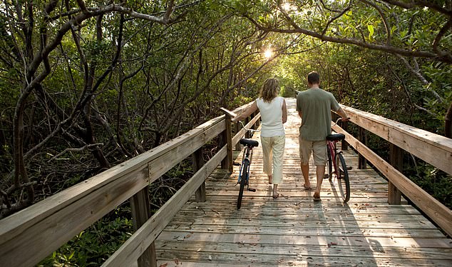 高耸的蕨类植物、庄严的橡树、苔藓和青翠的植被悬挂在Great Calusa Blueway旁。