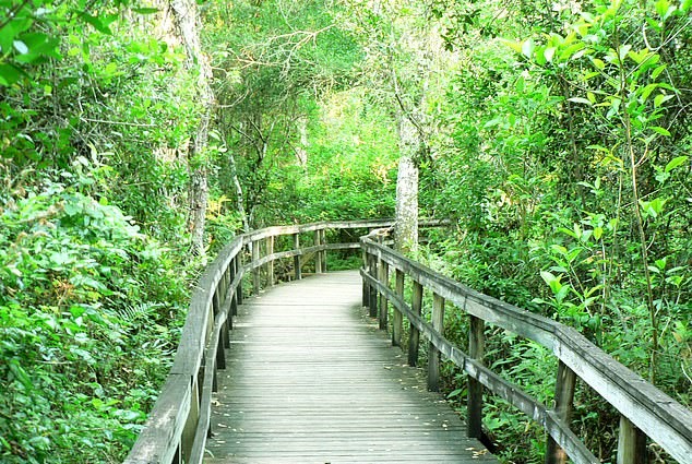 游客可以在沼泽步道漫步。