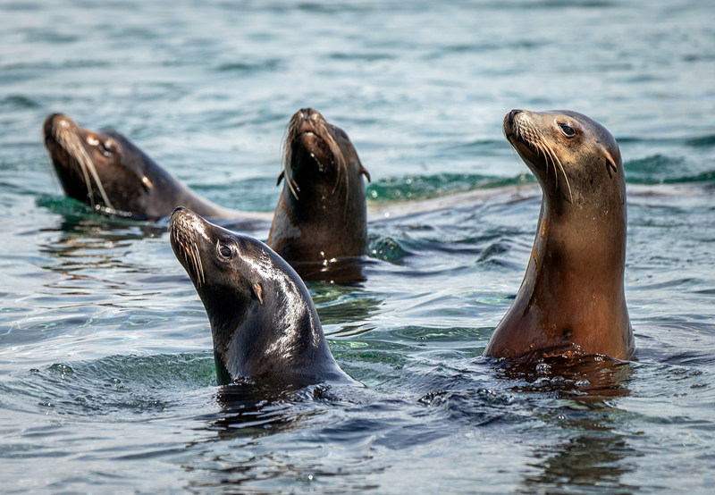 ʱ524գӢƿ˹أԼ˿Ұ԰ĺʨһ200ӢרΪǽۺʩӾйȨƷת