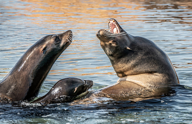 ʱ524գӢƿ˹أԼ˿Ұ԰ĺʨһ200ӢרΪǽۺʩӾйȨƷת