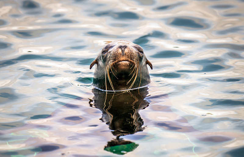 ʱ524գӢƿ˹أԼ˿Ұ԰ĺʨһ200ӢרΪǽۺʩӾйȨƷתء