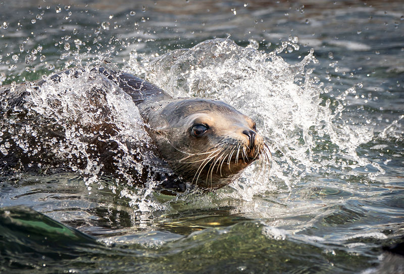 ʱ524գӢƿ˹أԼ˿Ұ԰ĺʨһ200ӢרΪǽۺʩӾйȨƷת