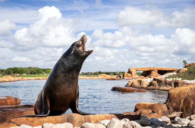 ʱ524գӢƿ˹أԼ˿Ұ԰ĺʨһ200ӢרΪǽۺʩӾйȨƷת