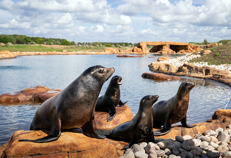 ʱ524գӢƿ˹أԼ˿Ұ԰ĺʨһ200ӢרΪǽۺʩӾйȨƷת