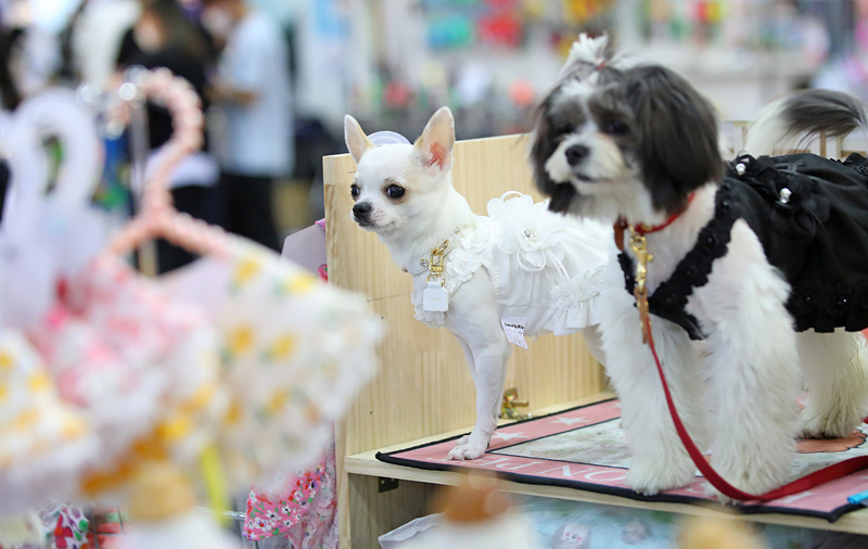 ʱ2021530գܵУؾСK-Pet FairмӾйȨƷת