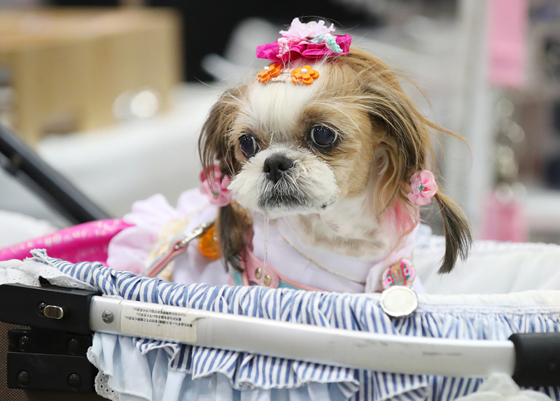 ʱ2021530գܵУؾСK-Pet FairмӾйȨƷת