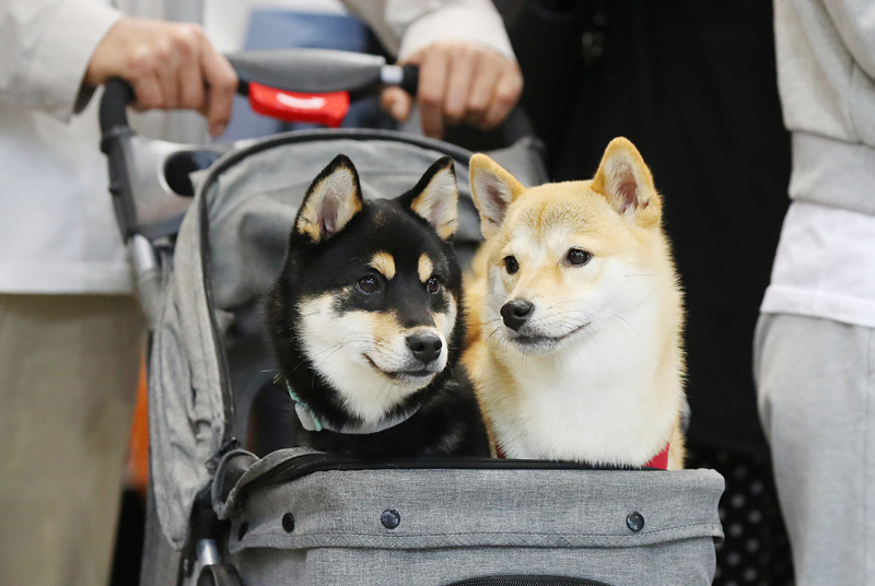 ʱ2021530գܵУؾСK-Pet FairмӾйȨƷת