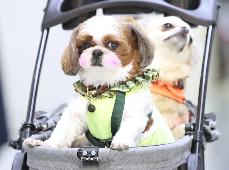 ʱ2021530գܵУؾСK-Pet FairмӾйȨƷת