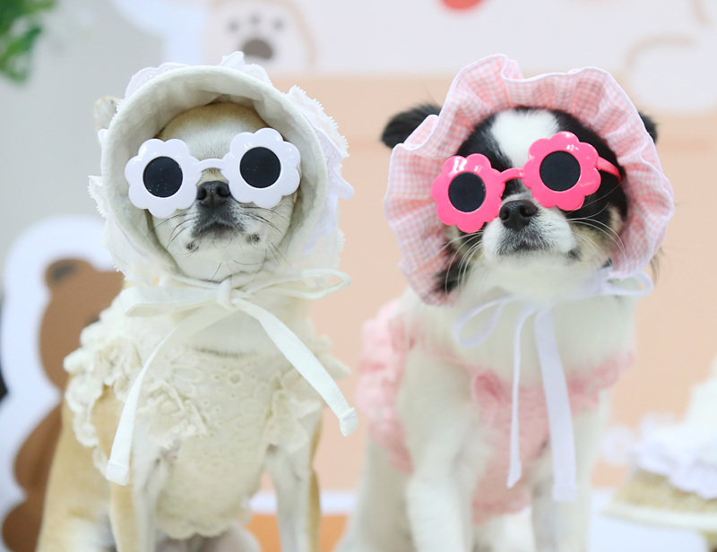 ʱ2021530գܵУؾСK-Pet FairмӾйȨƷת