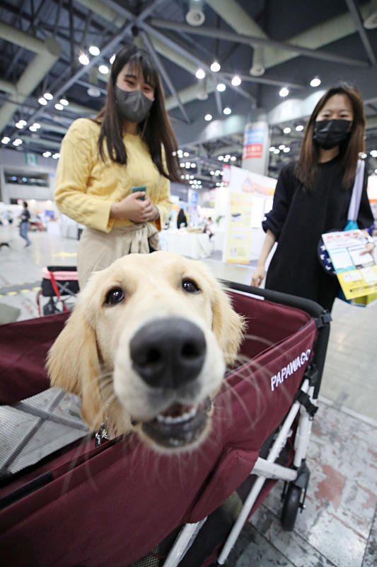 ʱ2021530գܵУؾСK-Pet FairмӾйȨƷת