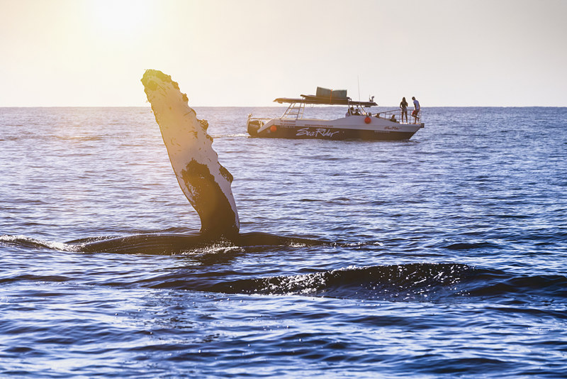 ʱ2021110գī翨ʥ¬˹οڴϹͷӾйȨƷתء