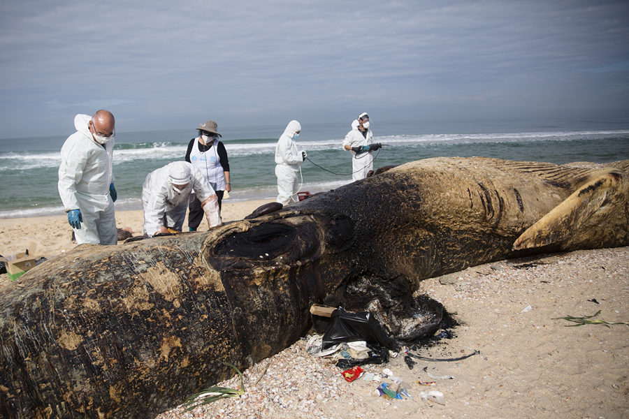 ����ʱ��2021��2��21�գ���ɫ��Nitzanimɳ̲����ѧ�����ֳ���飬־Ը�߰�������ɳ̲����ǰ��һͷ17�׳��ĳ��뾨���̵�ʬ�屻���Ϻ������Ӿ��й���Ȩ��Ʒ������ת�ء�