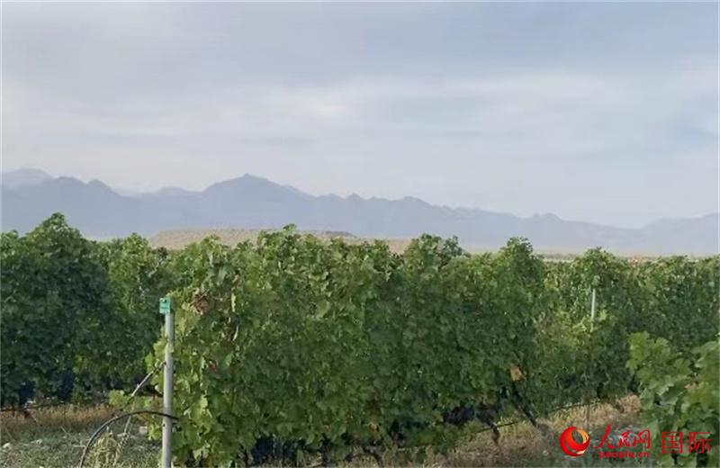 贺兰山下的酿酒葡萄种植地。人民网 苏缨翔摄