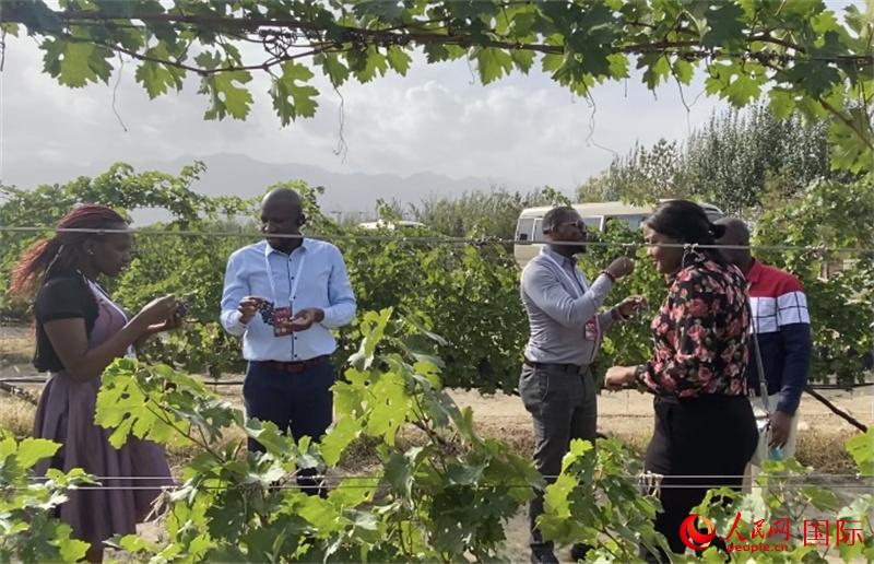 外国友人们在葡萄种植地品尝葡萄。人民网 苏缨翔摄