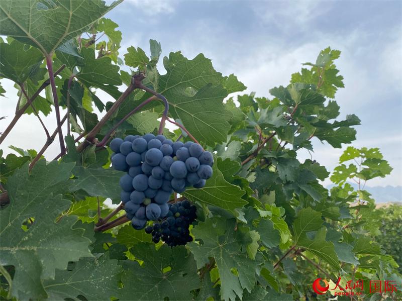 酿酒葡萄。人民网 苏缨翔摄