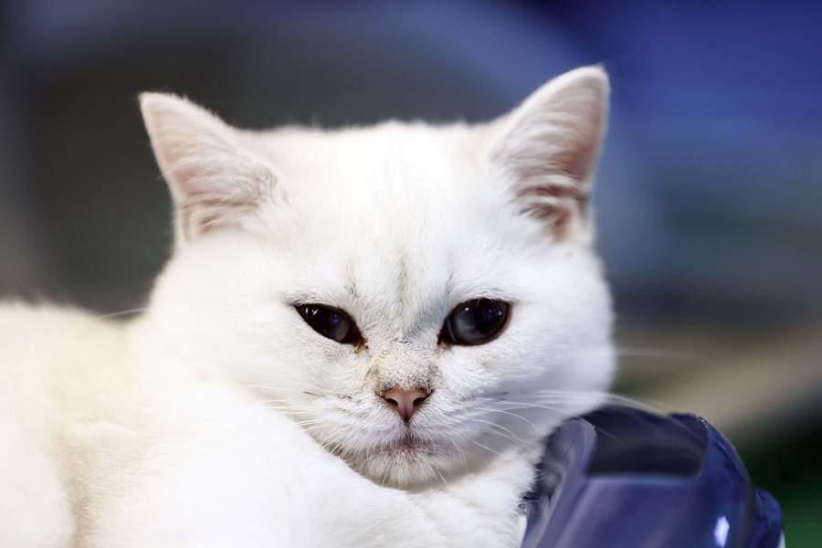 ʱ1023գ˹̹2021ŷǳﲩ˹̹ľУƷزϼӦ̲չӾйȨƷתء