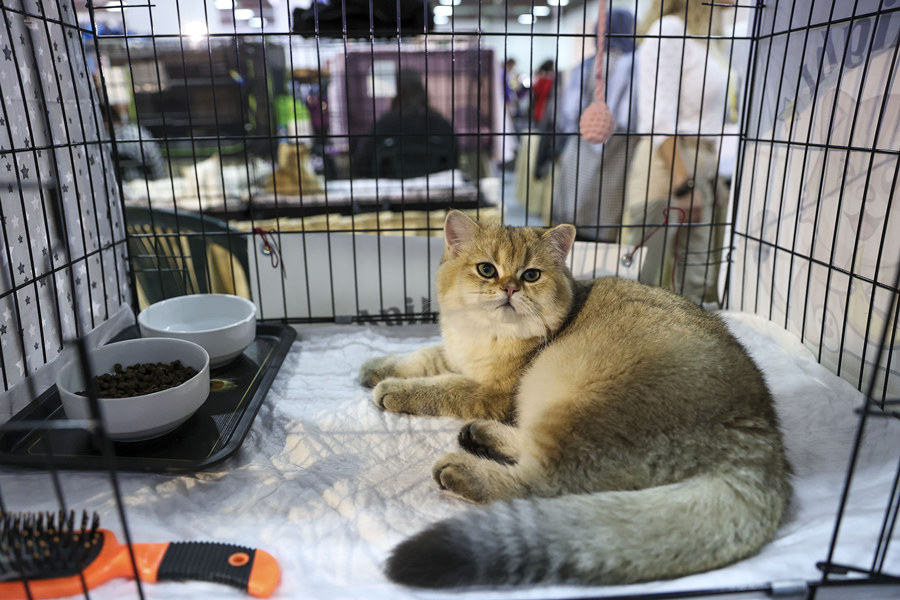 ʱ1023գ˹̹2021ŷǳﲩ˹̹ľУƷزϼӦ̲չӾйȨƷתء