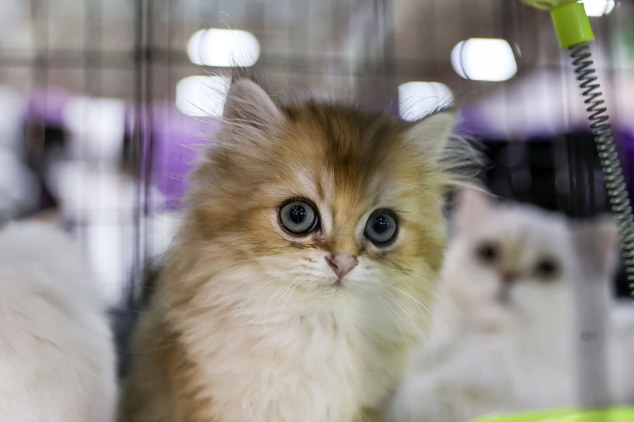 ʱ1023գ˹̹2021ŷǳﲩ˹̹ľУƷزϼӦ̲չӾйȨƷתء