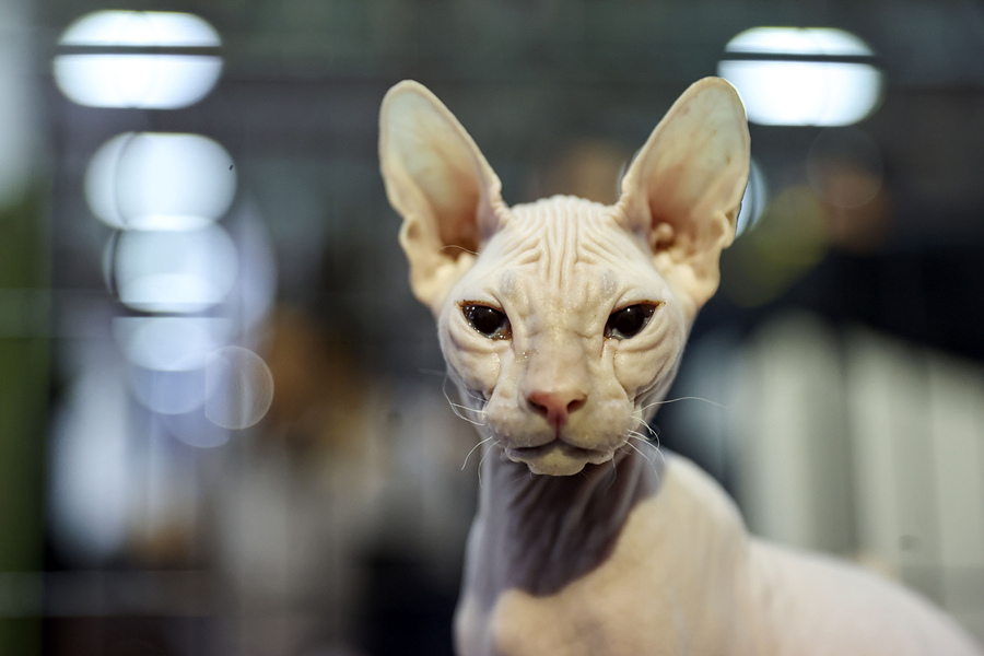 ʱ1023գ˹̹2021ŷǳﲩ˹̹ľУƷزϼӦ̲չӾйȨƷתء