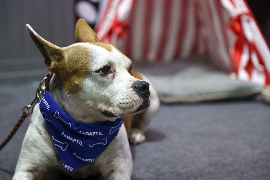 ʱ1023գ˹̹2021ŷǳﲩ˹̹ľУƷزϼӦ̲չӾйȨƷתء