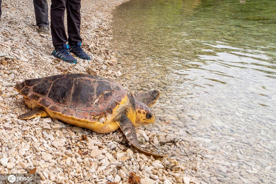 ʱ1026գ޵άֻPElla-RavkaMartin󺣡ICPhotoȨƷתء